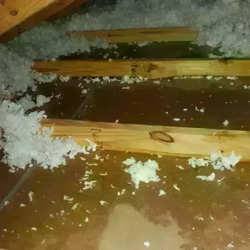 Best Attic Water Damage Service in Watertown, CT